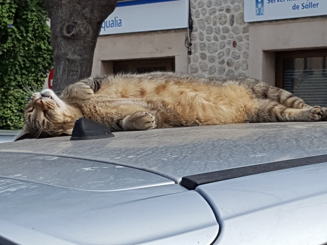 Mallorca Private Tour Guides - Day Tours-马洛卡帕尔马必去景点