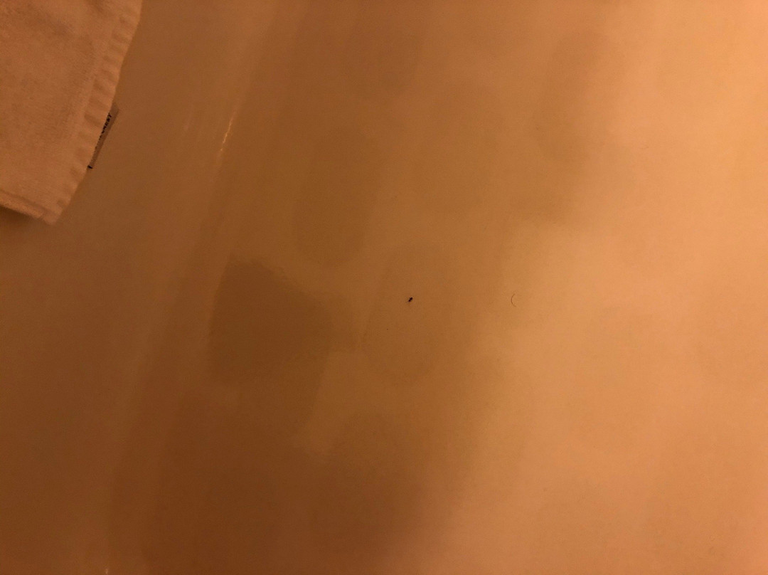 Dancing Rabbit Inn主图