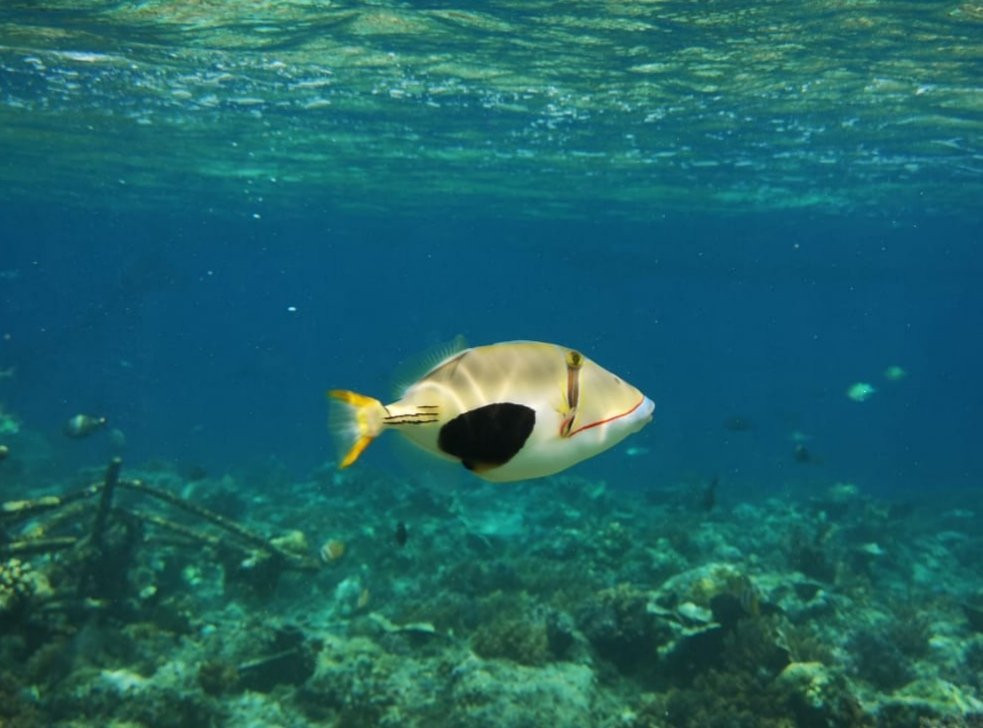 Gili Air Island景点图片