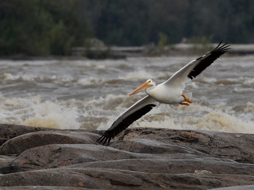 木野牛国家公园-Northwest Territories必去景点