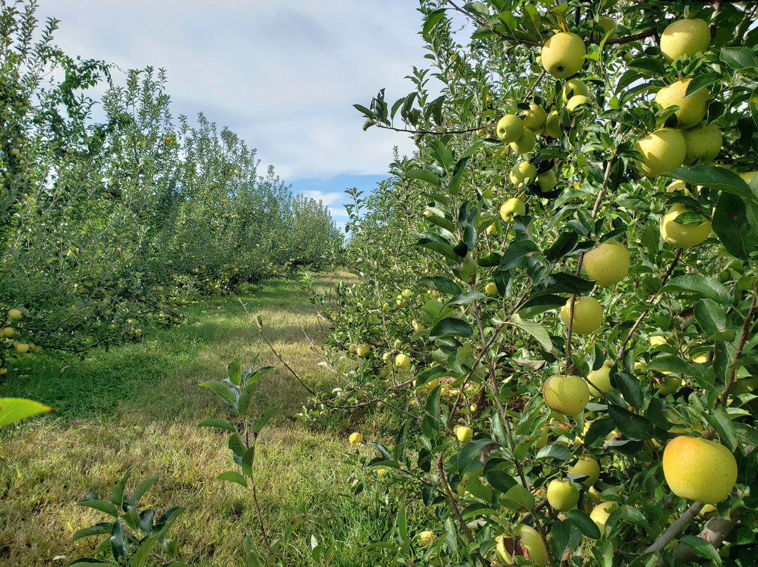 Battleview Orchards Country Store景点图片