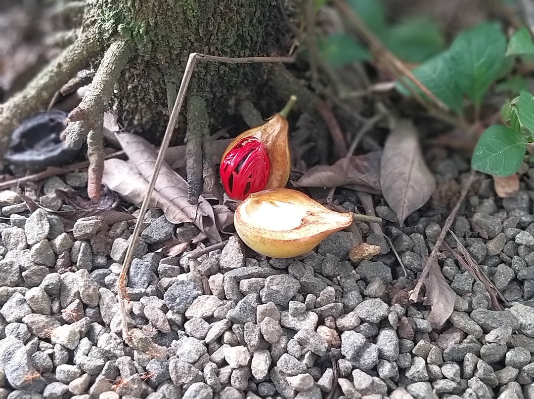 Periyar Spice & Ayurvedic Garden景点图片