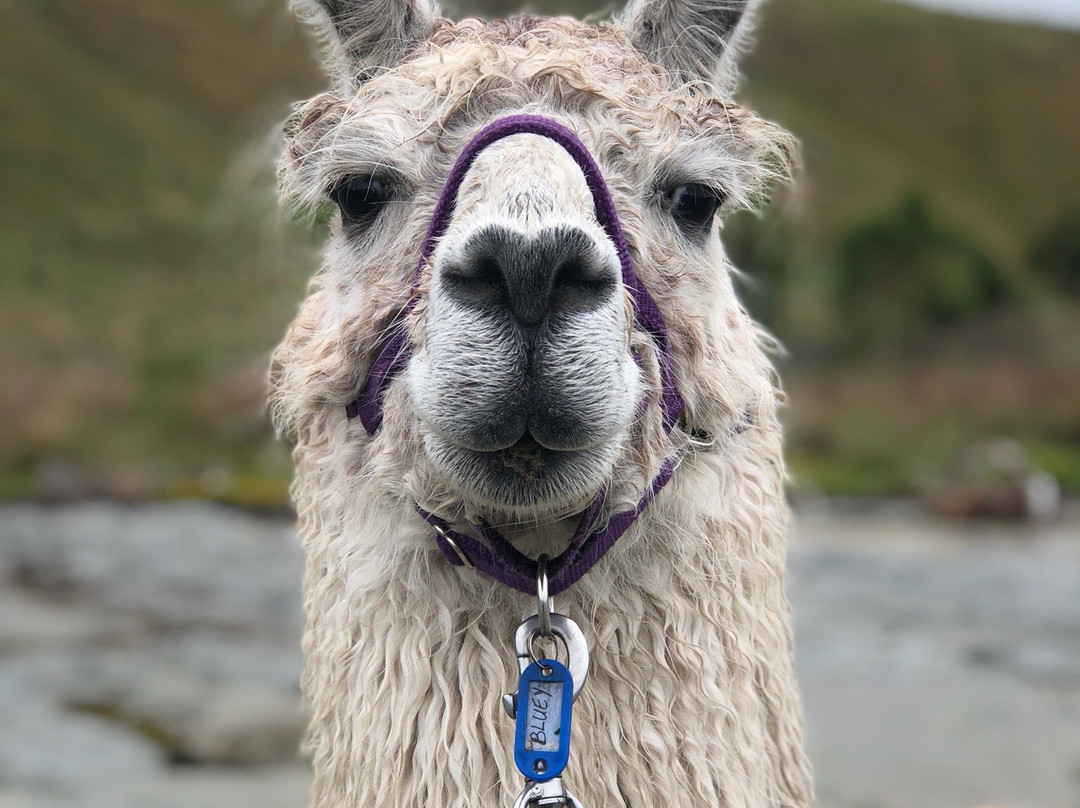 Kaikoura Llama Trekking景点图片