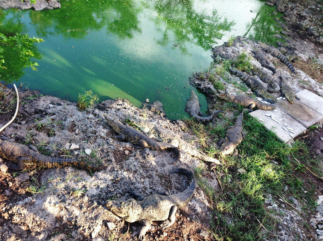 Cocodrilario Rio Lagartos景点图片