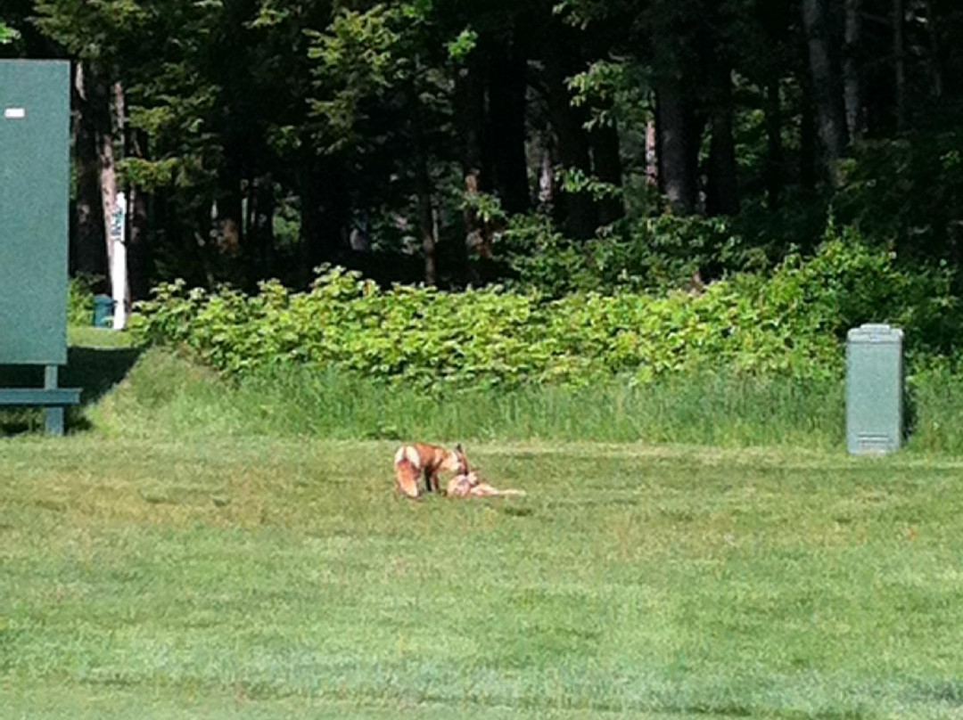 Beaver Meadow Golf Club-康科德必去景点