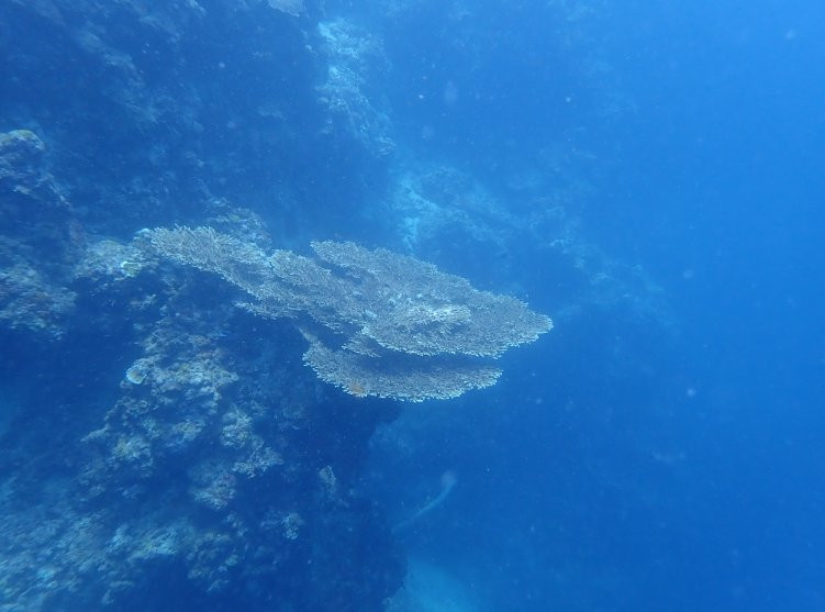 Rene's Diverslounge Resort主图