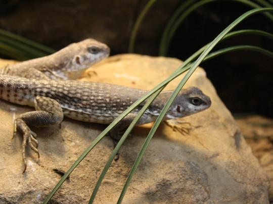 San Angelo Nature Center-圣安吉洛必去景点