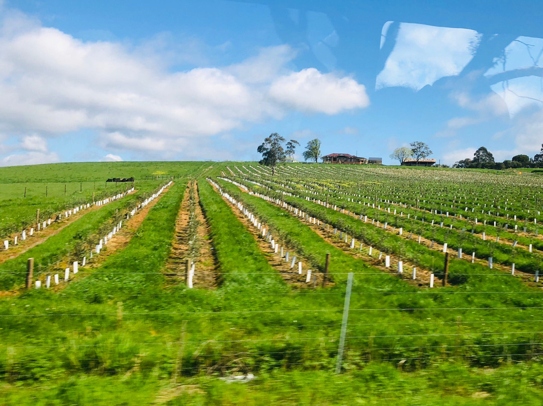 亚拉河谷旅游攻略图片