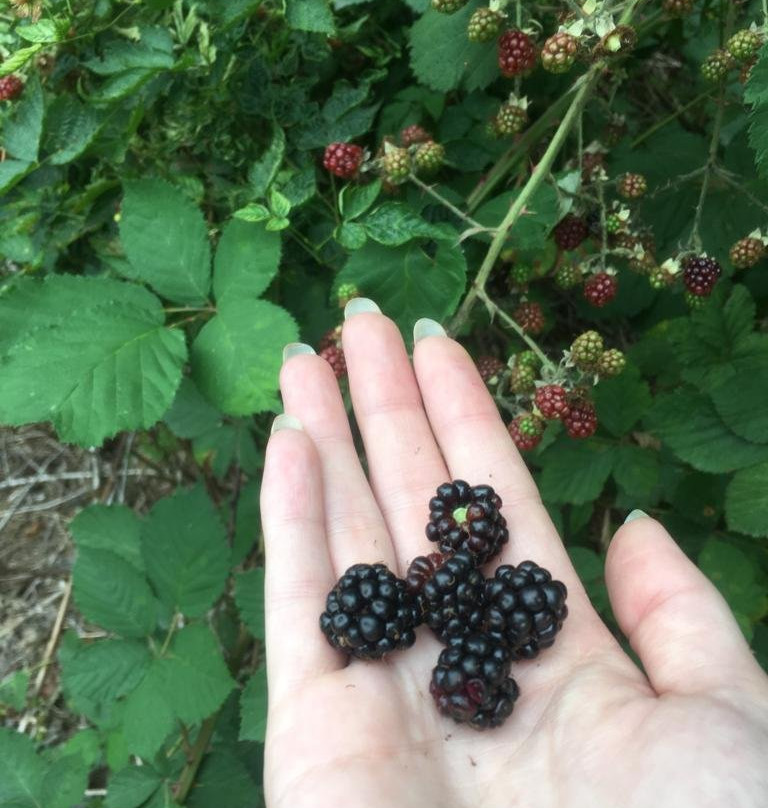 Buntzen Lake-穆迪港必去景点