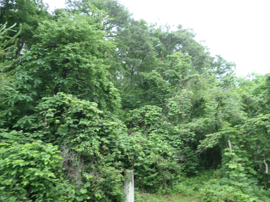 Hayama Tumulus景点图片
