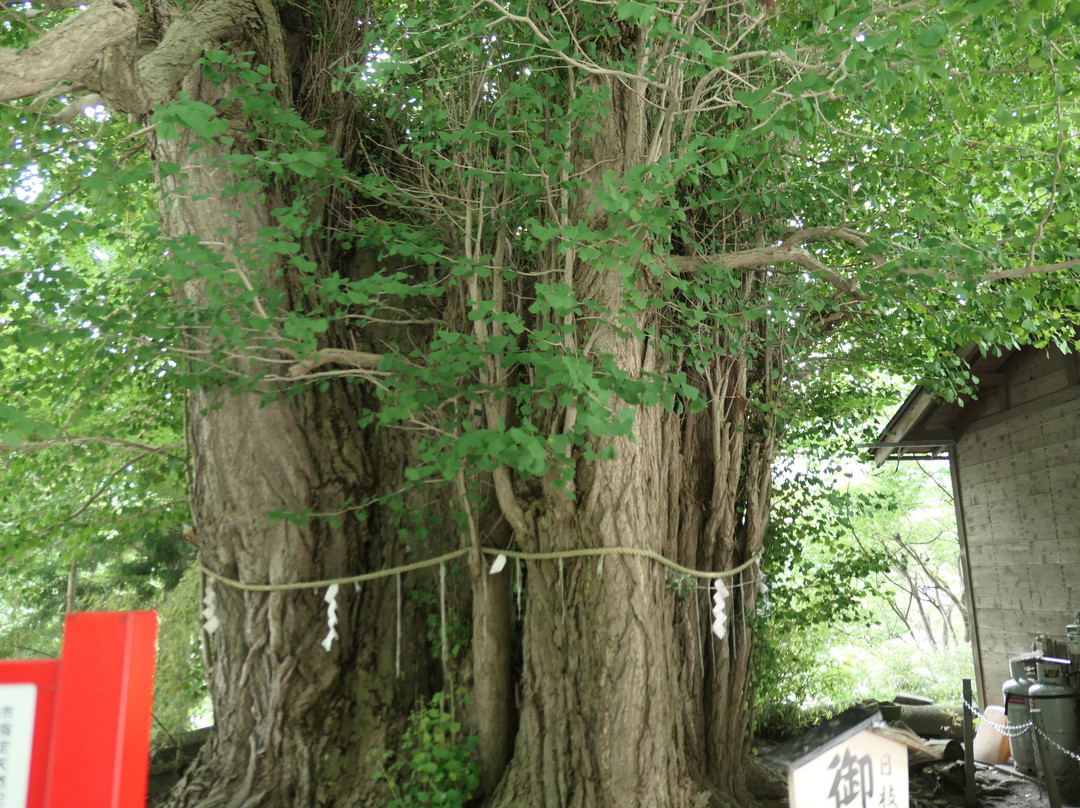 Large Ginkgo Tree in Yamadera景点图片
