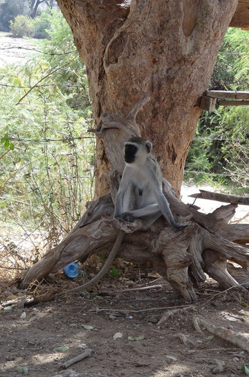 Escursioni Kenya Peperone-瓦塔木必去景点