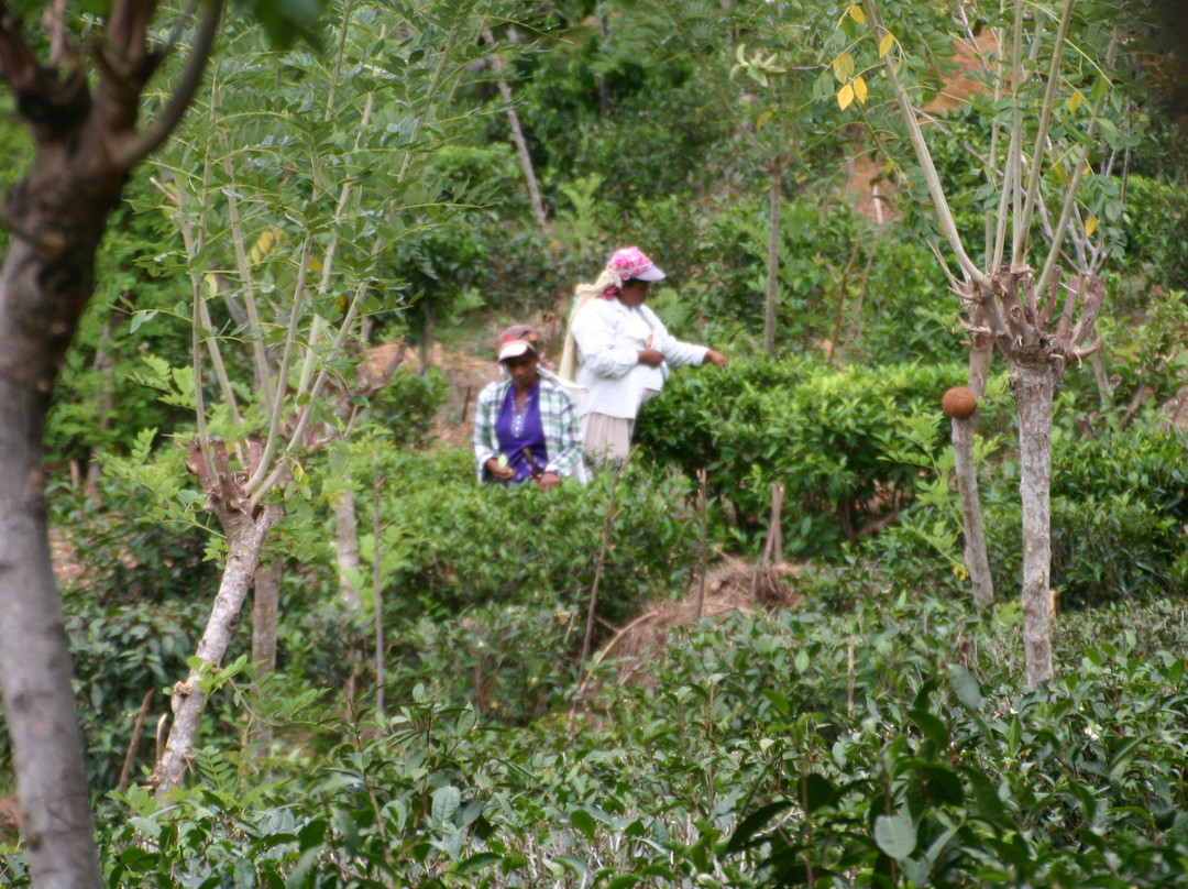 Amba Estate Farmstay主图