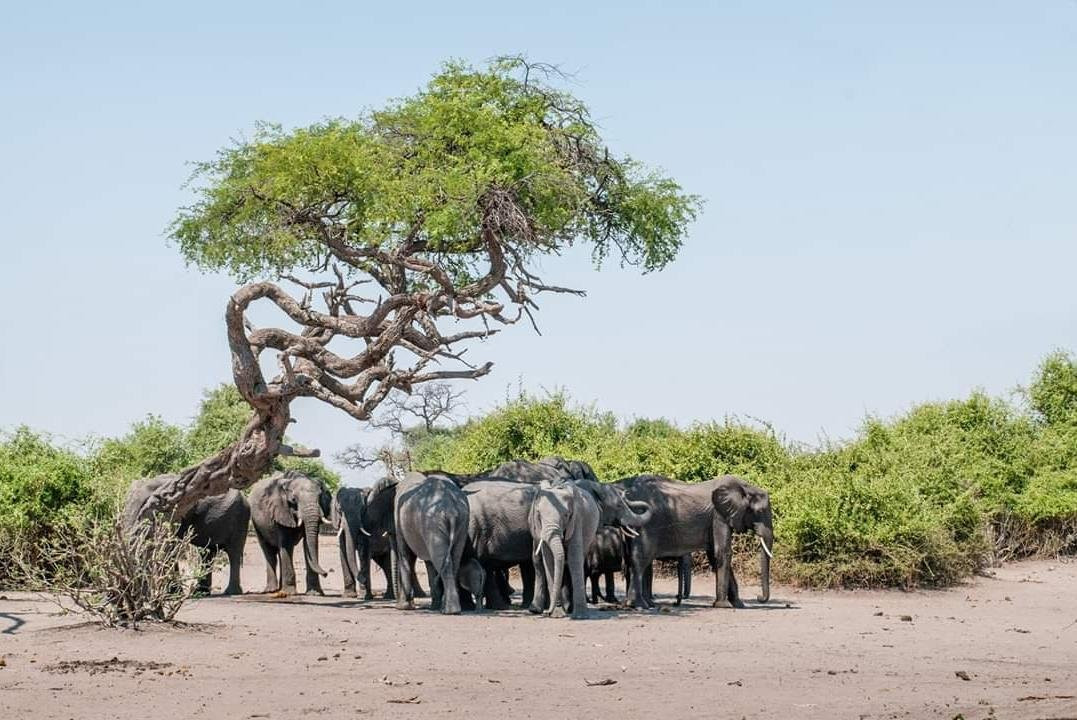 Royal Tours Zambia
