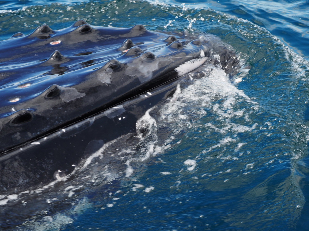 Spirit of Gold Coast Whale Watching-梅因海滩必去景点