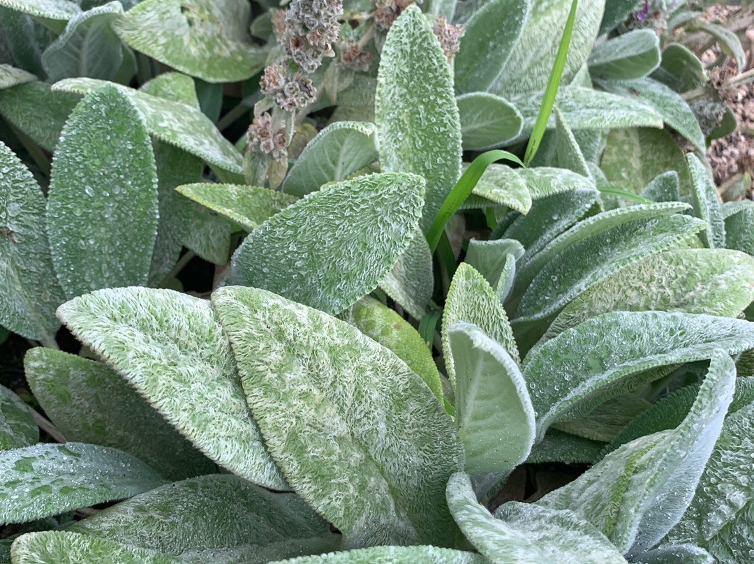 Giardino Botanico - Orto dei Semplici