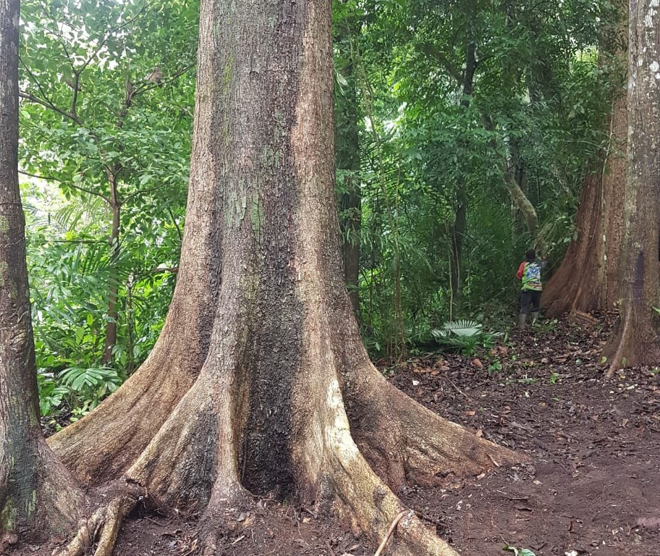 Galungan Waterfalls Trekking-新加拉惹必去景点