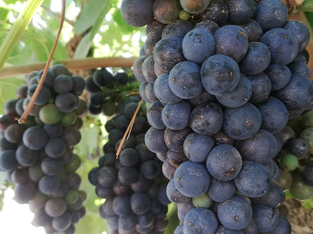 L.A. Cetto Boutique Valle de Guadalupe-Valle de Guadalupe必去景点