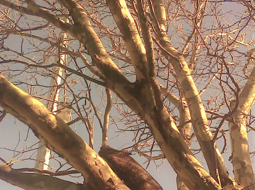 Mystery In The Trees-瓦南布尔必去景点