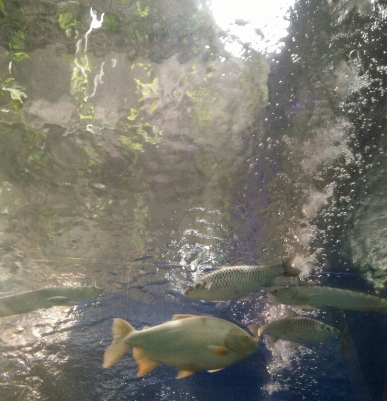 Taman Wisata Pendidikan Purbasari Pancuran Mas-普禾加多必去景点