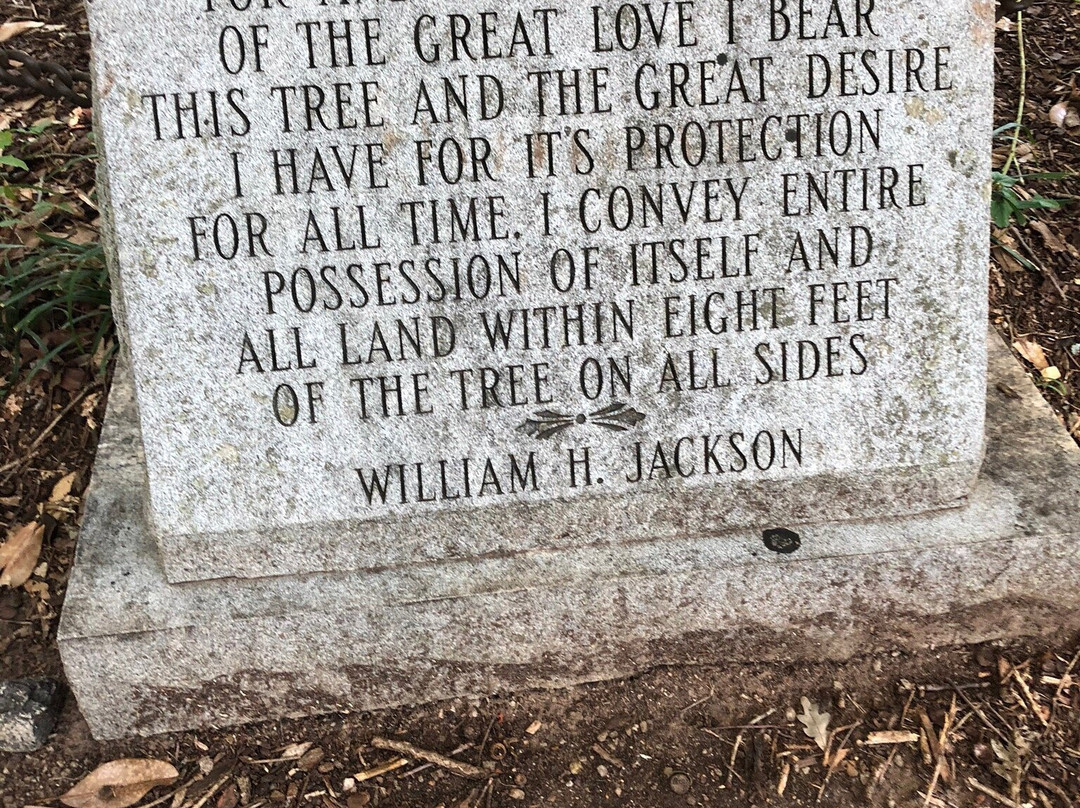 Tree That Owns Itself-阿森斯必去景点