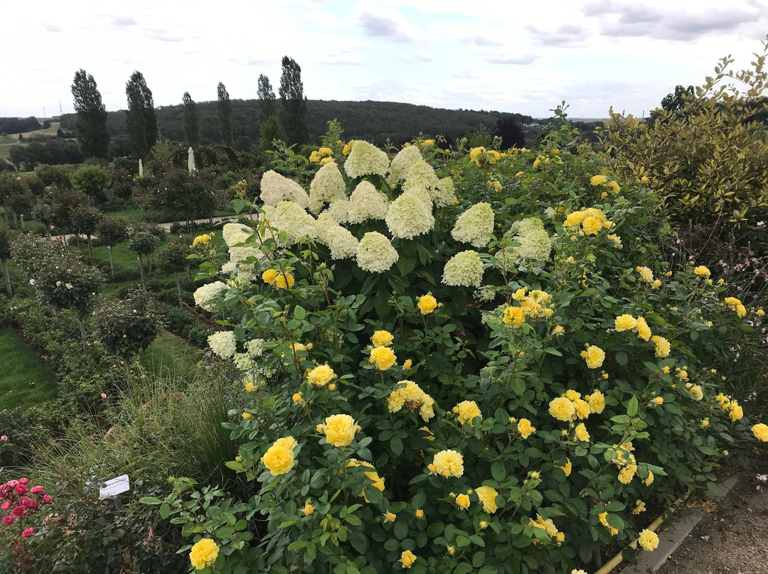 RosenPark Dräger-Bad Nauheim必去景点