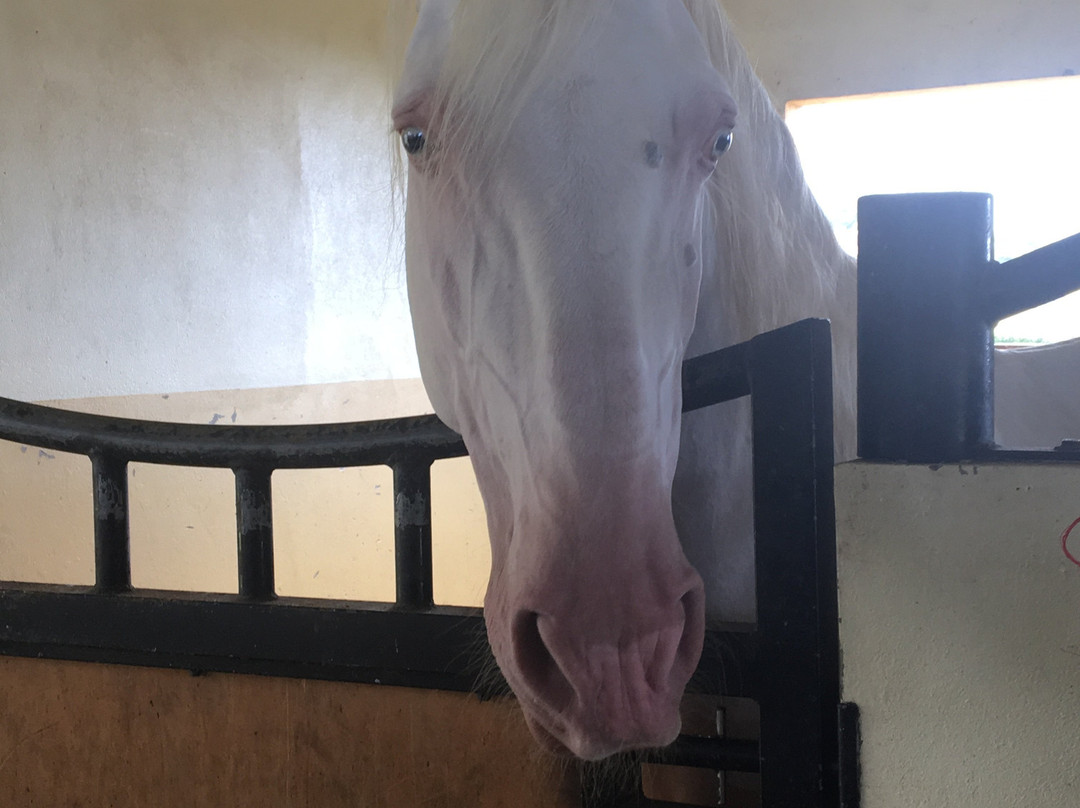 Basalto Horse Experience-亚速尔群岛英雄港中心区必去景点