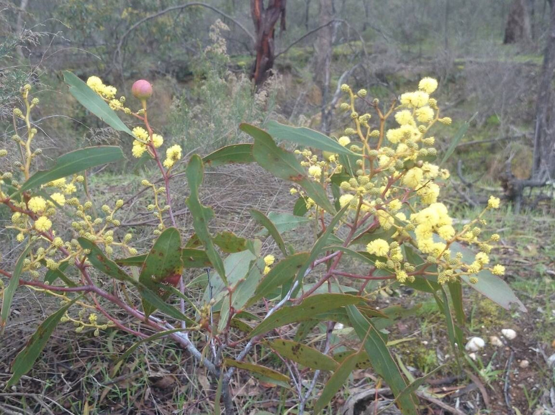 Goldfields Track-Castlemaine必去景点