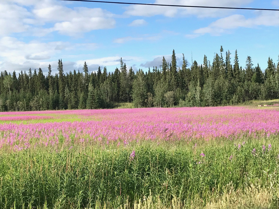 Garden Bed & Breakfast主图
