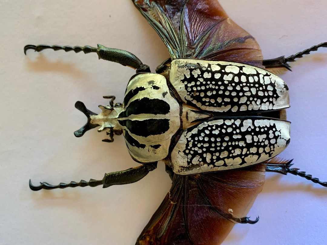 Daintree Entomological museum-Diwan必去景点