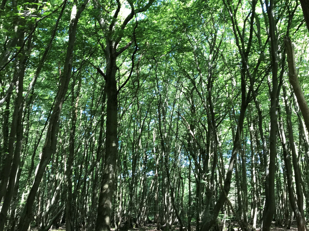 Wolves Wood RSPB Reserve景点图片