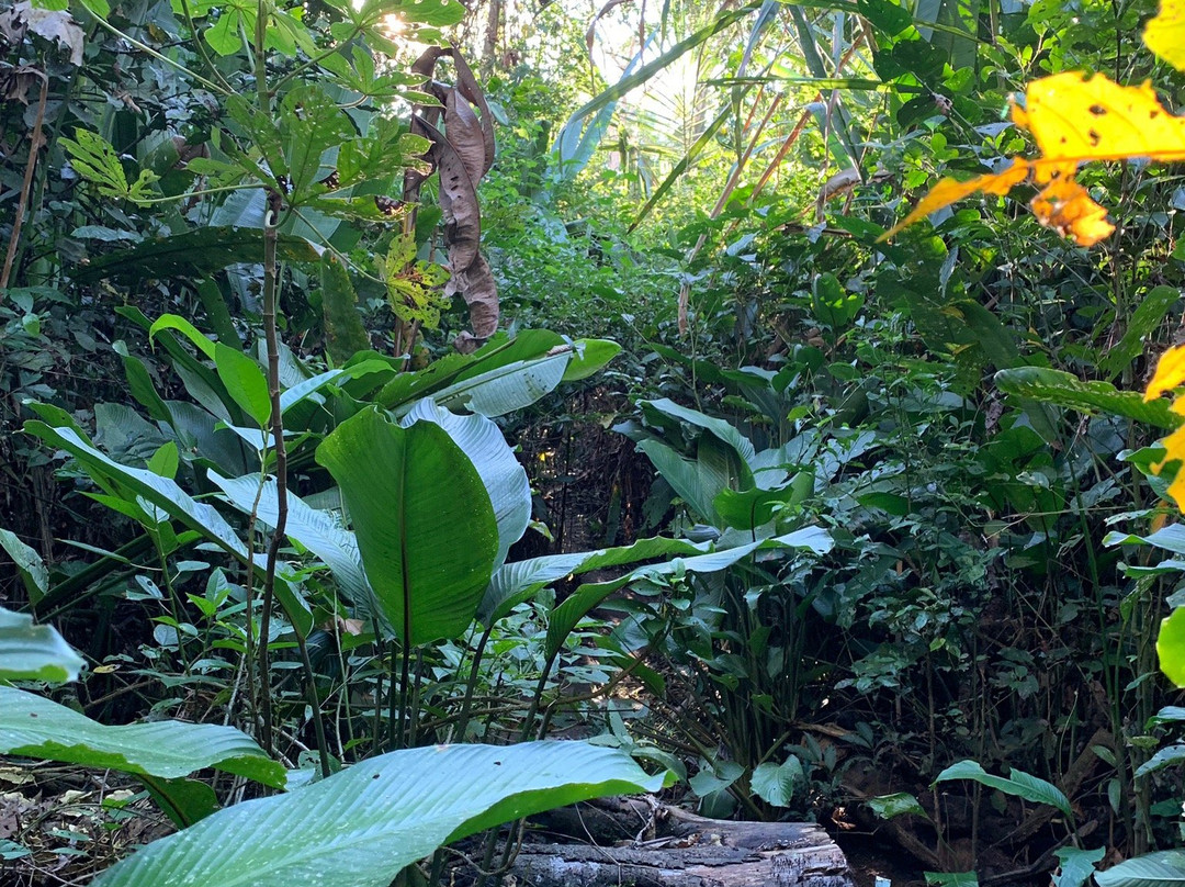 Monkey Island景点图片