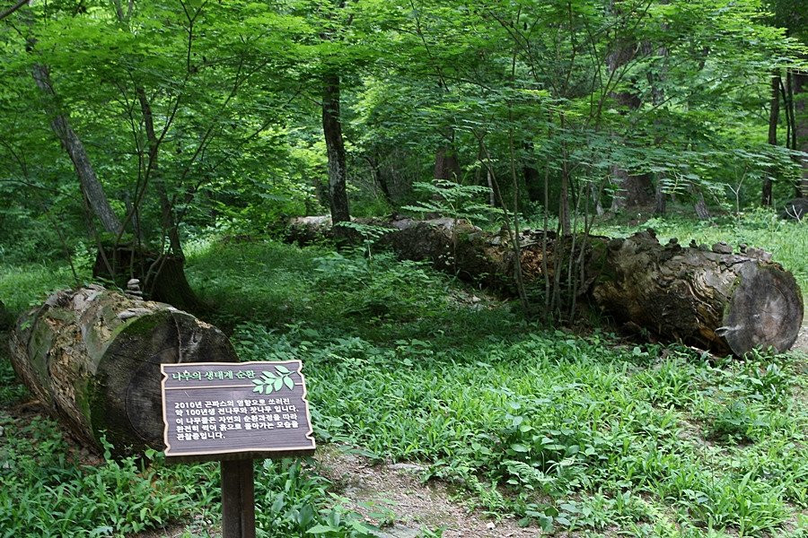 Gwangneung Royal Tombs-南杨州市必去景点