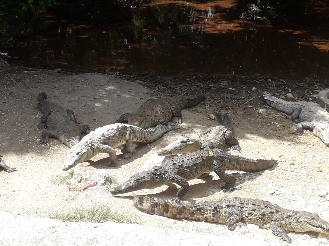 Jamaica Swamp Safari Village-法尔茅斯必去景点