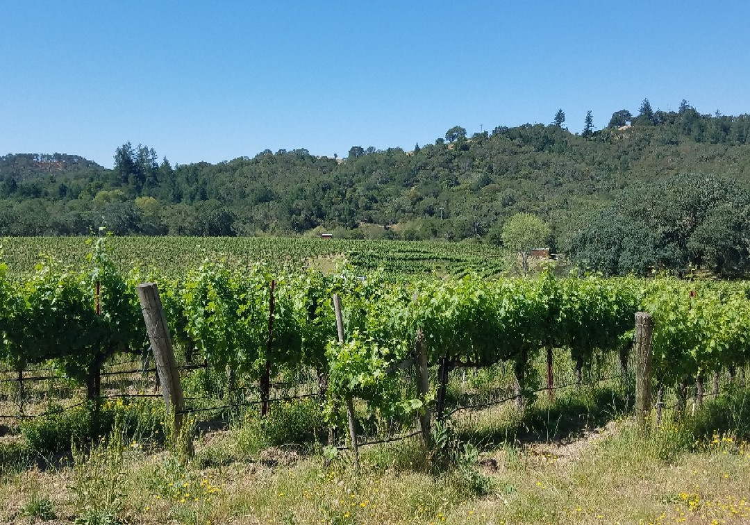 Medlock Ames Winery景点图片