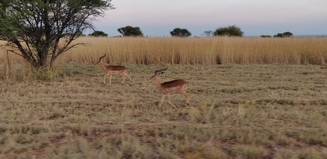 null-Mabula Private Game Reserve