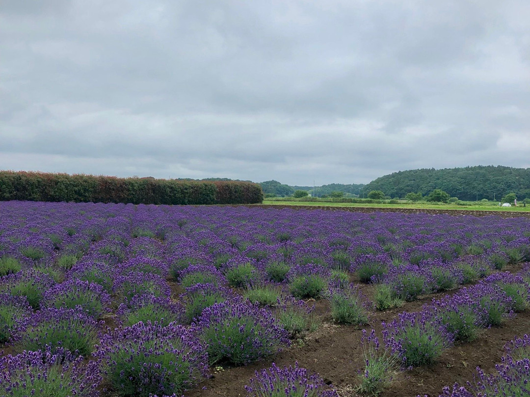 Sakura Lavender Land-佐仓市必去景点