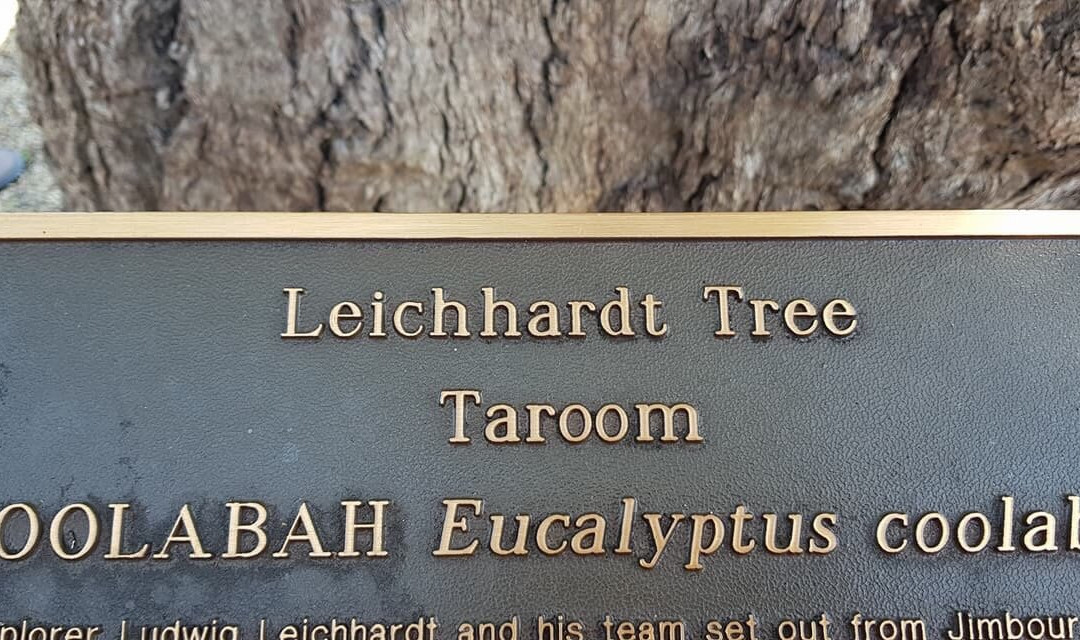 Leichhardt Tree景点图片