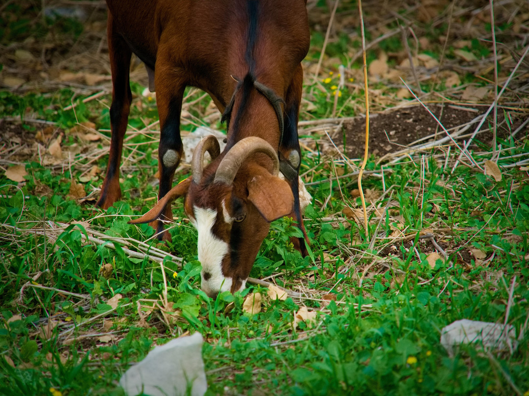 Horesh goat cheese-Kiryat Tivon必去景点