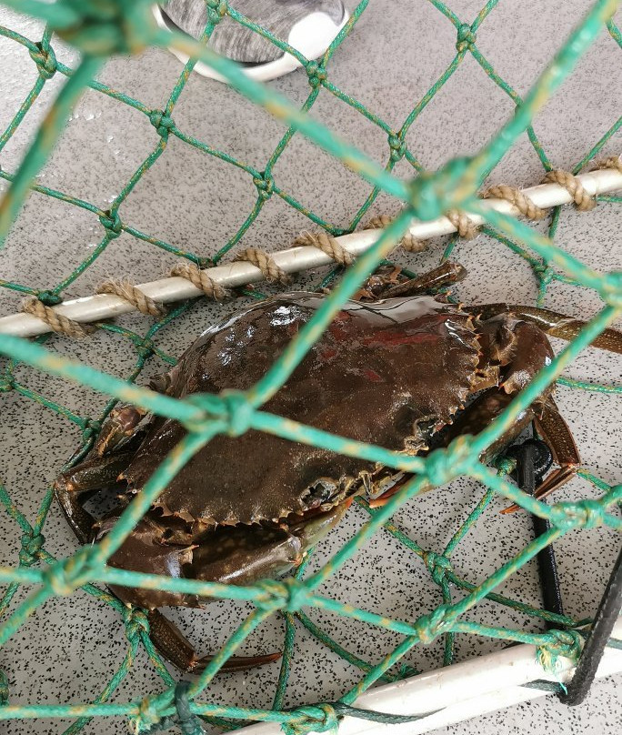Catch a Crab-堤维德岬必去景点
