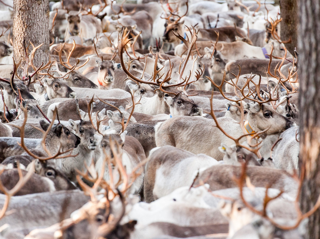 Kujala Reindeer Farm景点图片