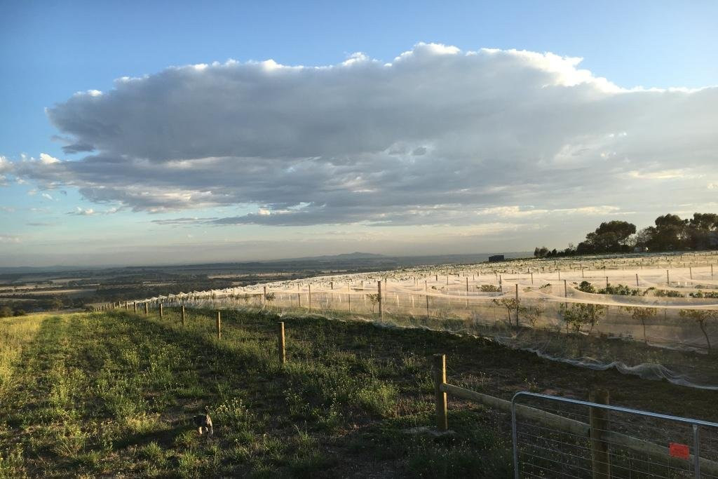 Barwon Ridge Wines-Barrabool必去景点