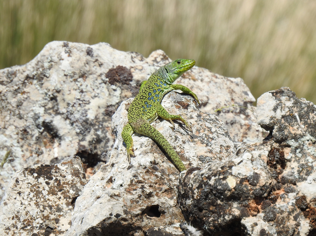 Granada Wildlife-格拉纳达必去景点