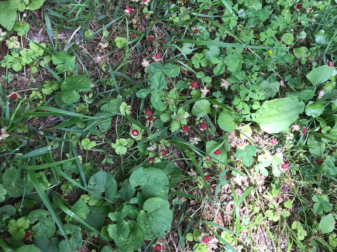 Ushiku Nature Sanctuary-牛久市必去景点