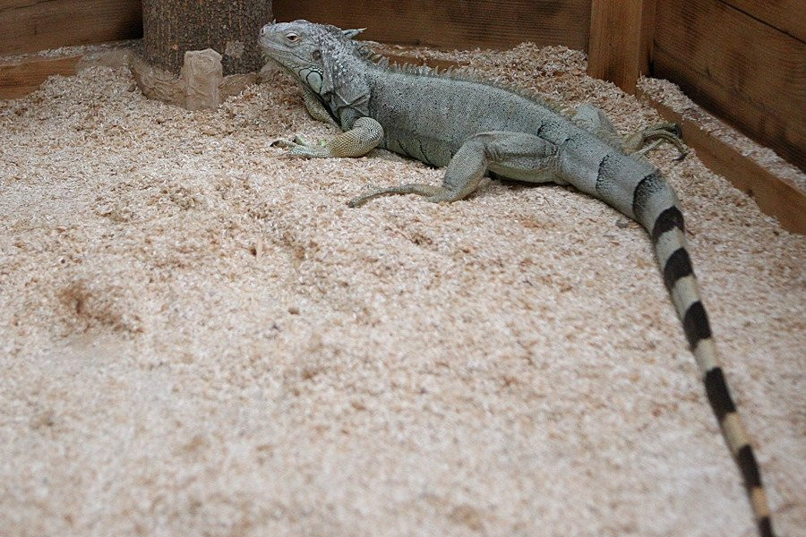 Hampyeong Herptile Eco Park-咸平郡必去景点