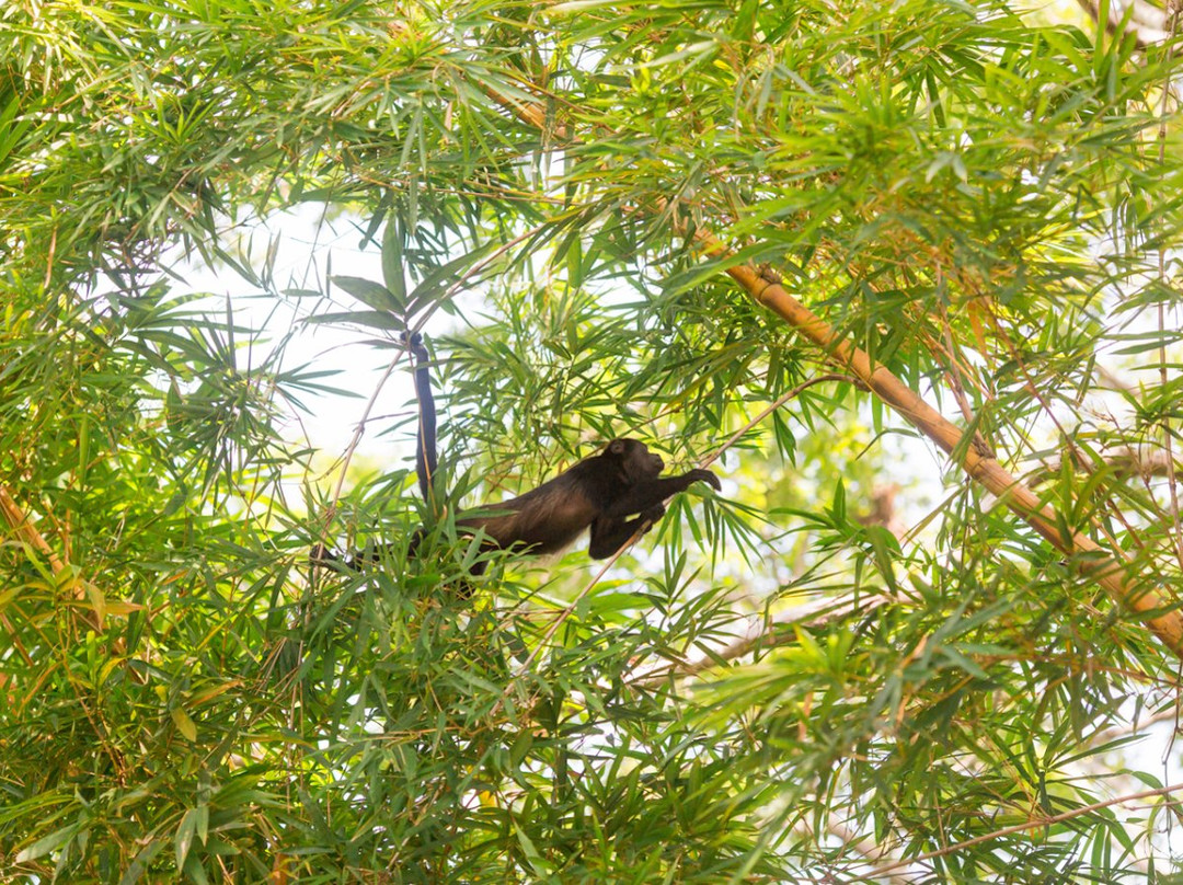 Nosara B&B Retreat主图