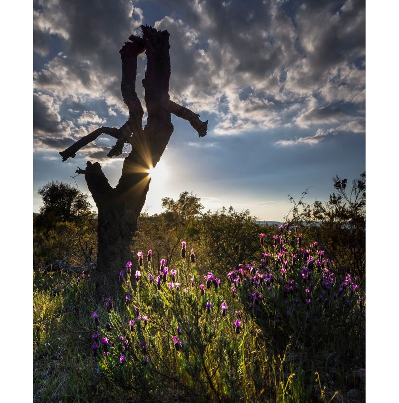 Réserve Naturelle Nationale de la Plaine des Maures-La Garde-Freinet必去景点