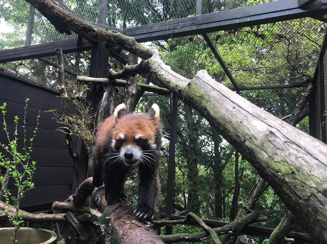 Ichihara Elephant Kingdom-市原市必去景点