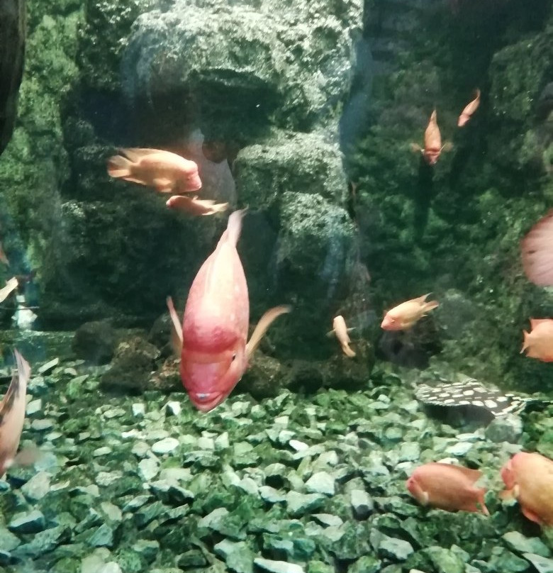 Aquarium Hradec Králové