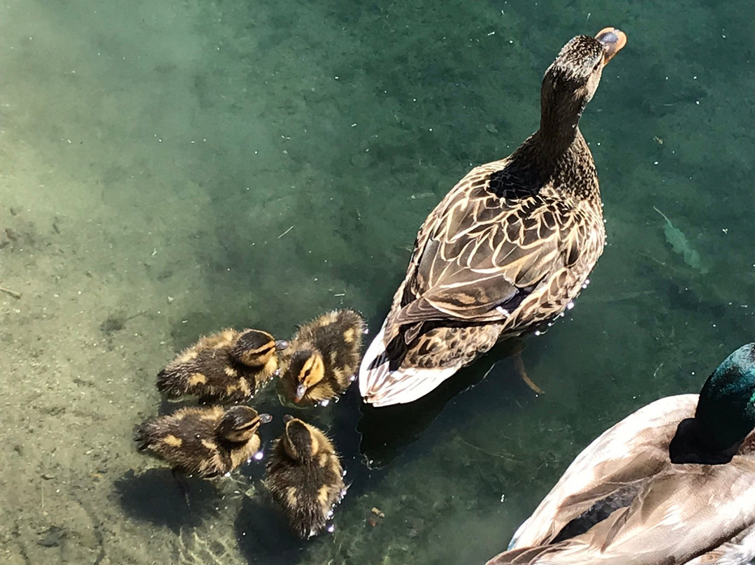 Laguna Lake Park-富乐顿必去景点